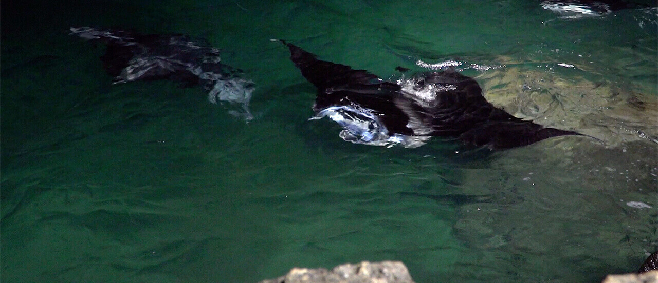 manta rays at night